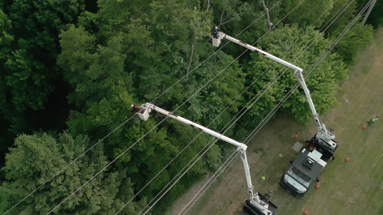 How Our Tree Care Process Works  in  Clarkson, KY